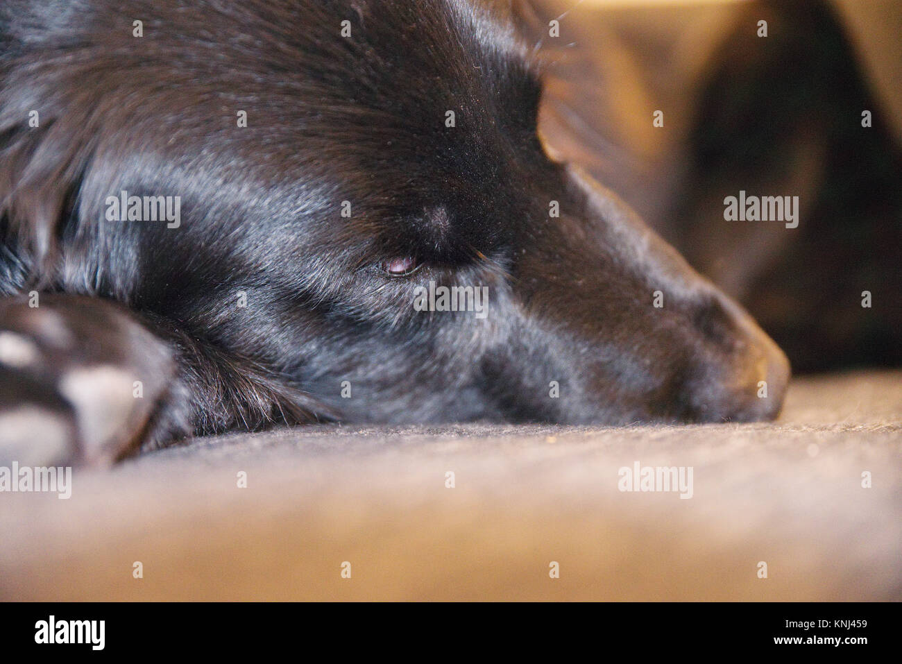 Dog closed eyes sleeping rest hi-res stock photography and images - Alamy