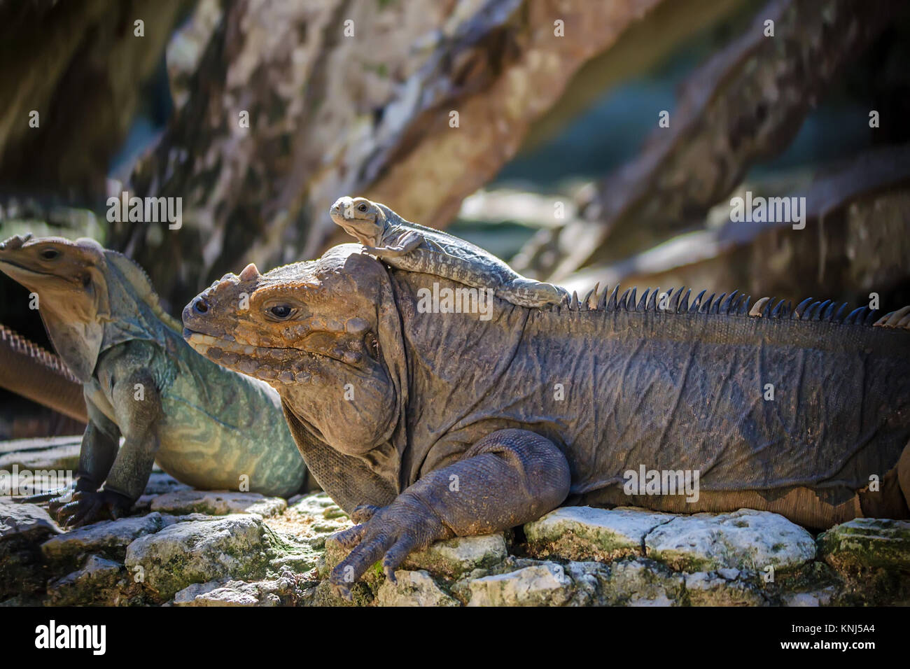 Baby green iguana lies on its mother Stock Photo