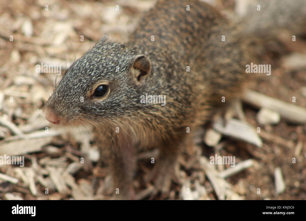 A Squirrel at the Omaha Zoo during midday with a simplistic background.. Stock Photo