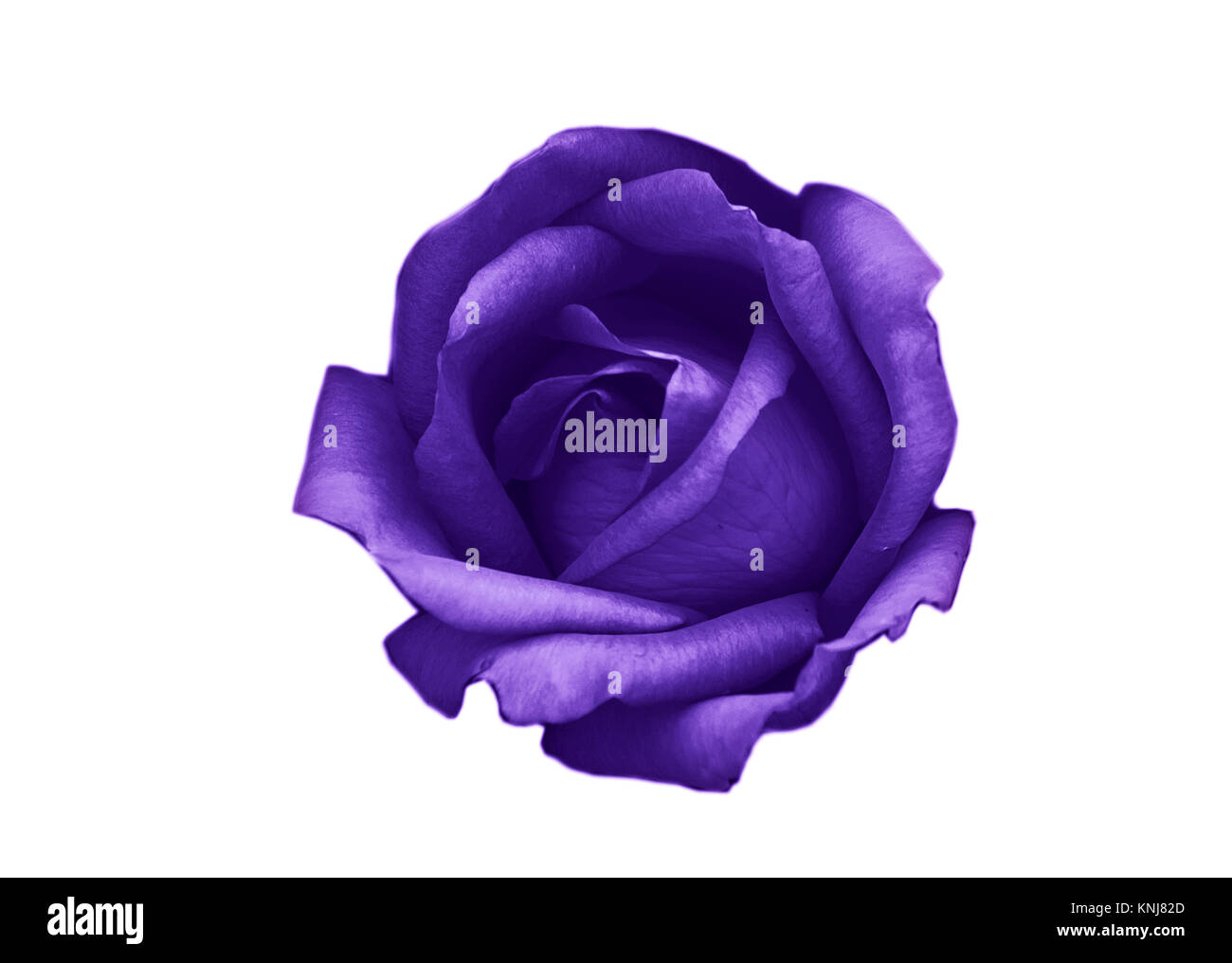 purple color rose,isolated on white background Stock Photo