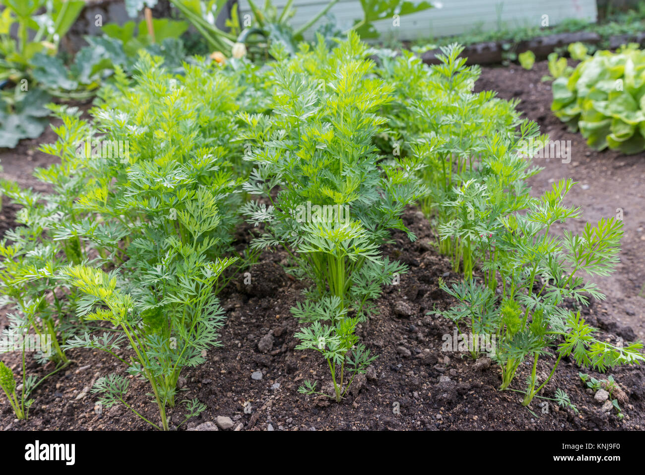 Carrots in a vegetable patch Stock Photo
