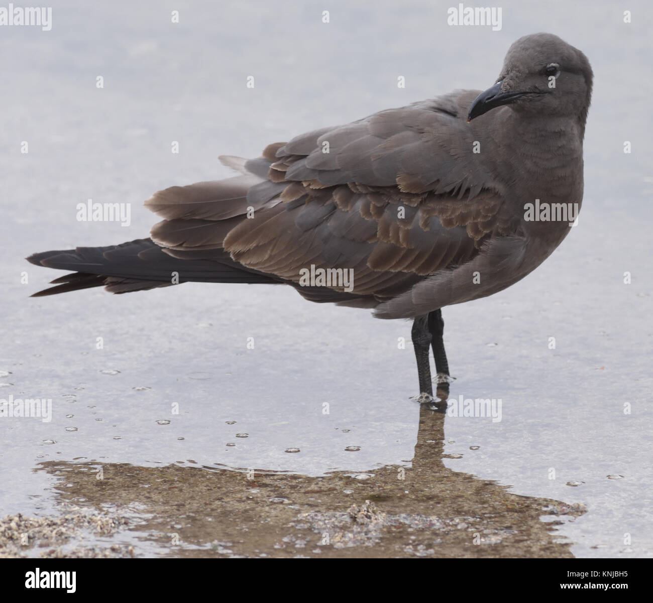 An immature lava gull or dusky gull (Leucophaeus fuliginosus) with immature brown plumage. The lava gull, said to be the rarest gull in the world, is Stock Photo