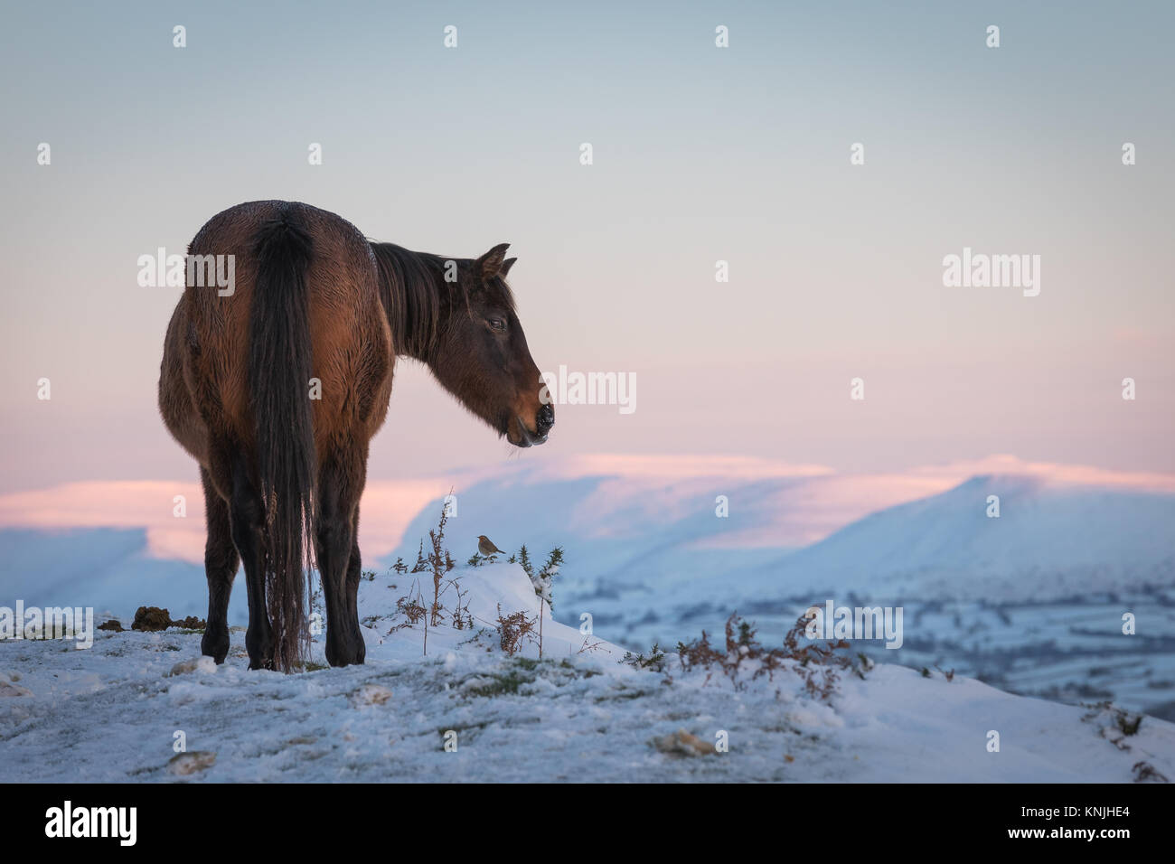 Paxton's Tower. UK. 11th December, 2017. A mountain pony and a Robin in the snow, with the Black Mountains in the background at sunset. Brecon Beacons National Park, Wales. Credit: Drew Buckley/Alamy Live News Stock Photo