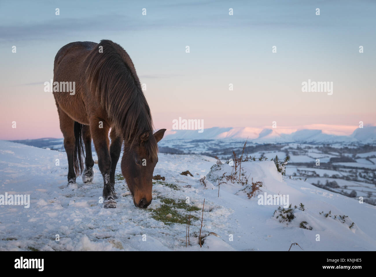 Paxton's Tower. UK. 11th December, 2017. A mountain pony feeding in the snow, with the Black Mountains in the background at sunset. Brecon Beacons National Park, Wales. Credit: Drew Buckley/Alamy Live News Stock Photo