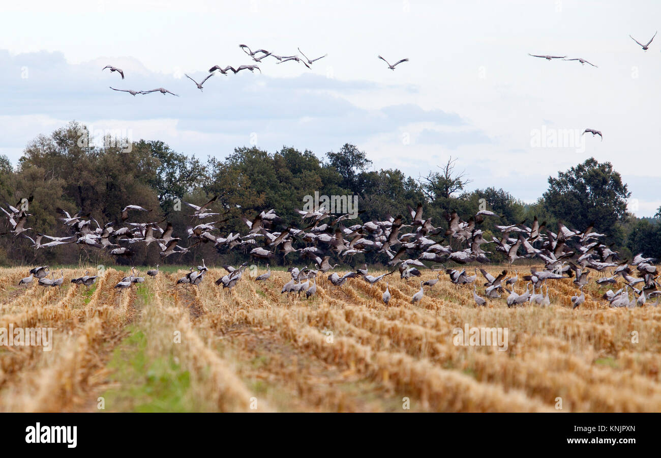 Goerlsdorf, Germany. 30th Sep, 2017. Cranes stand on a field in the Niederlausitz region near Goerlsdorf, Germany, 30 September 2017. Credit: Andreas Franke/dpa-Zentralbild/dpa/Alamy Live News Stock Photo