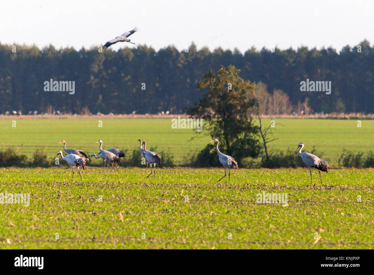 Goerlsdorf, Germany. 30th Sep, 2017. Cranes stand on a field in the Niederlausitz region near Goerlsdorf, Germany, 30 September 2017. Credit: Andreas Franke/dpa-Zentralbild/dpa/Alamy Live News Stock Photo