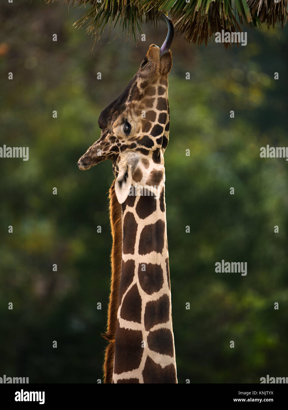 Miami, Forida, USA. 1st Dec, 2013. A giraffe reaches for a bite of a palm tree overhead. The giraffe is the tallest living terrestrial animals and the largest ruminants. They also have extremely long tongues ranging from 18-20 inches so help them reach food from above. Credit: Laura Heald/ZUMA Wire/Alamy Live News Stock Photo