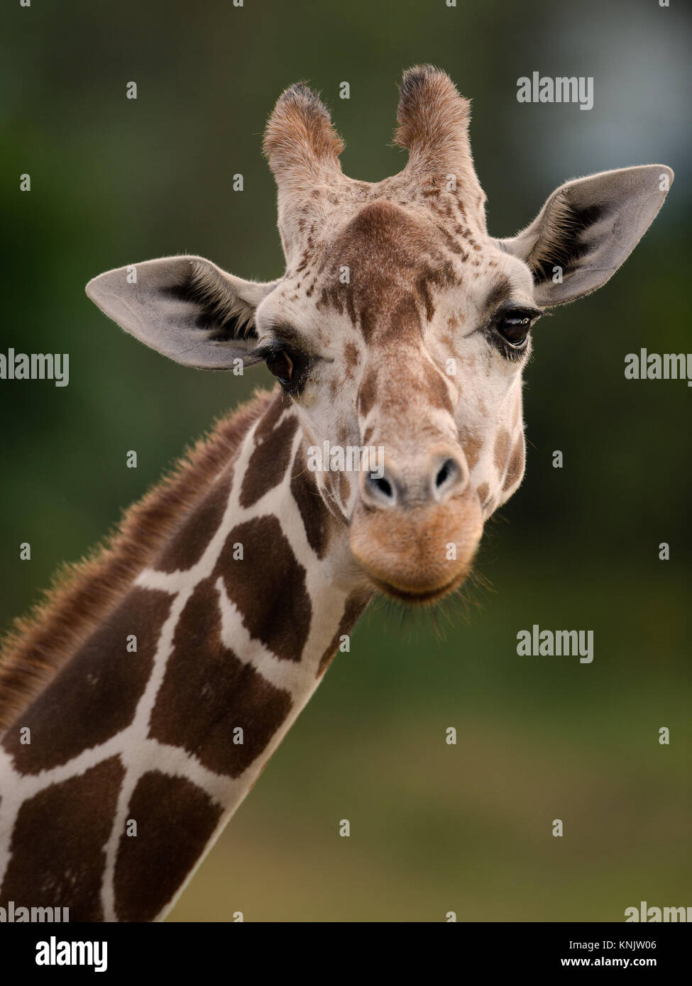 The tallest living terrestrial animals and the largest ruminants hi-res