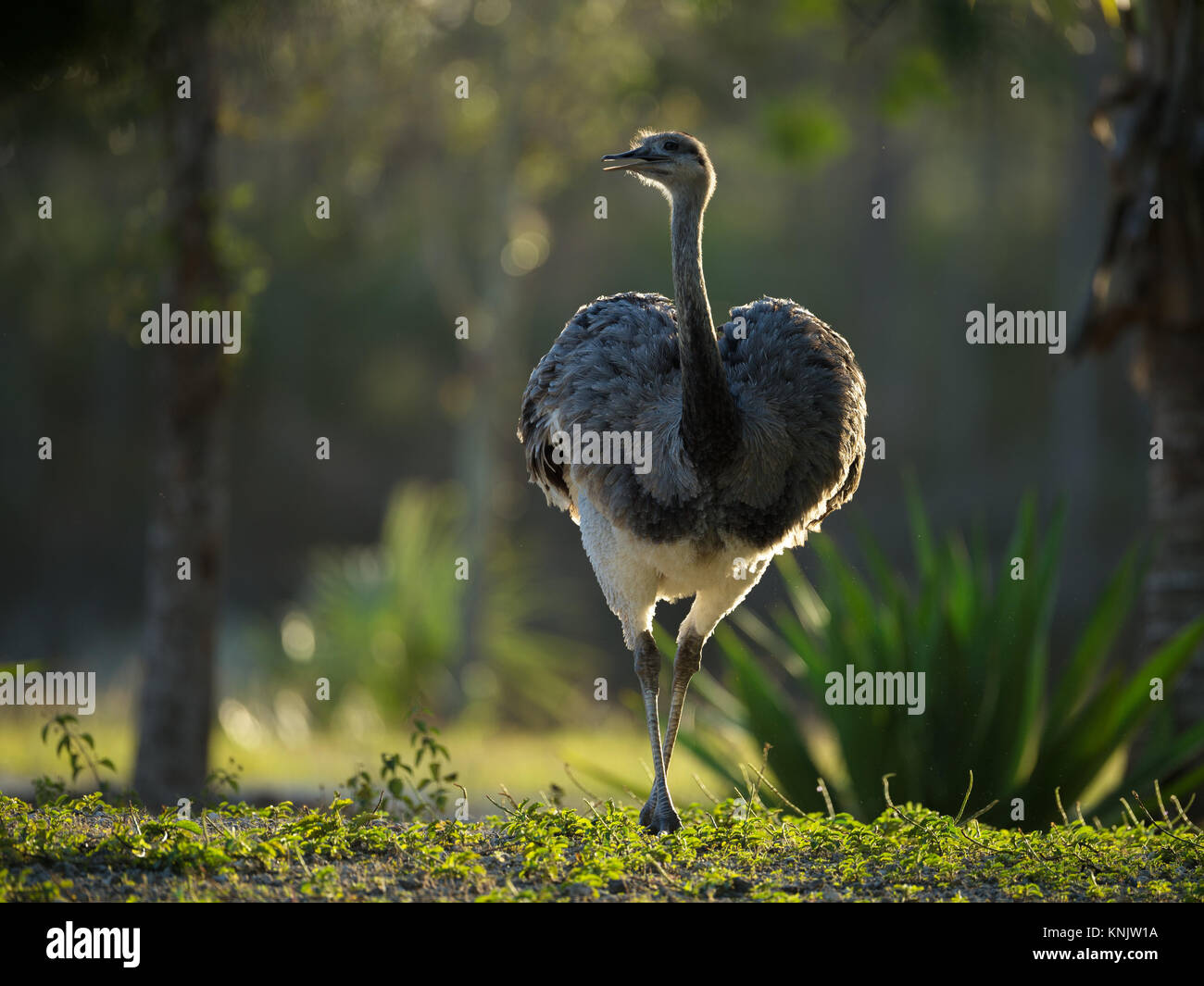 Miami, Forida, USA. 8th Dec, 2013. A rhea walks. The rheas are large ratites in the order Rheiformes, native to South America, related to the ostrich and emu. Credit: Laura Heald/ZUMA Wire/Alamy Live News Stock Photo