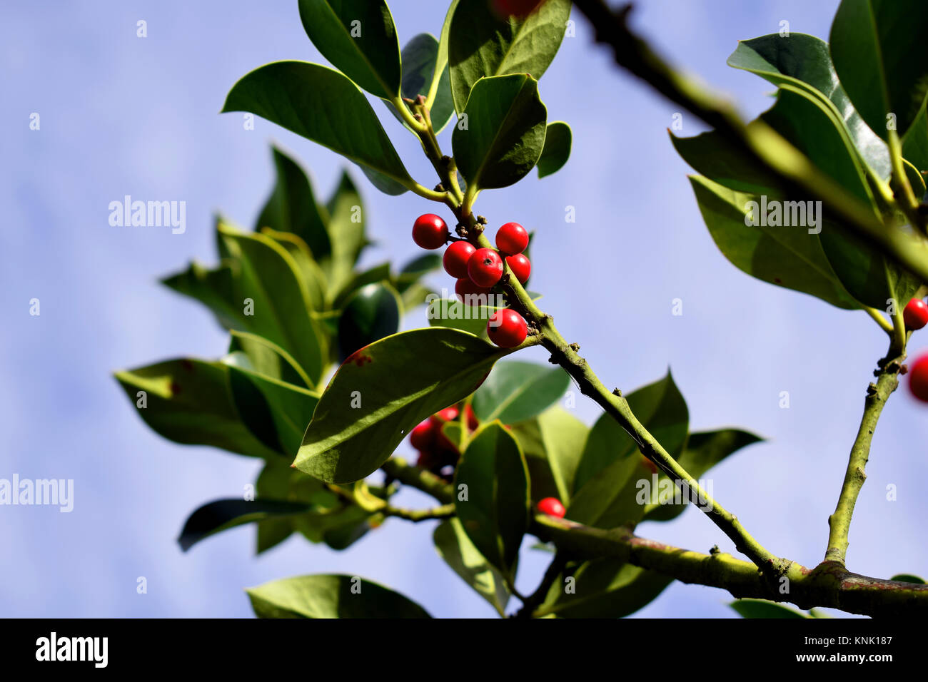 Mistletoe berries hires stock photography and images Alamy