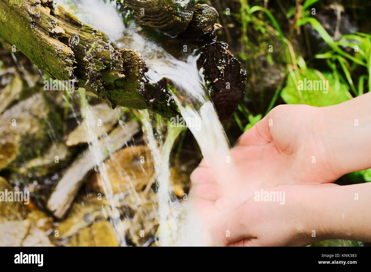 Wellspring flowing from wooden gutter in forest. Human hands taking pure, fresh, drinking water from natural source. Stock Photo