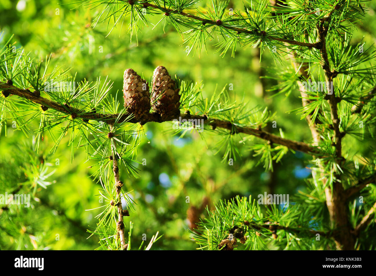 Larch cones. European larch Larix decidua Mill branches with seed cones and foliage on larch tree growing in forest. . The Owl Mountains, Poland. Stock Photo