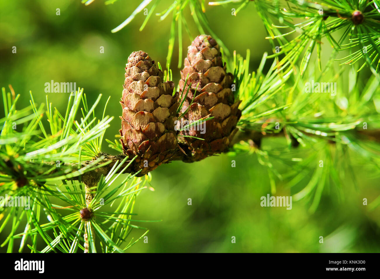 Larch cones. European larch Larix decidua Mill branches with seed cones and foliage on larch tree growing in forest. . The Owl Mountains, Poland. Stock Photo