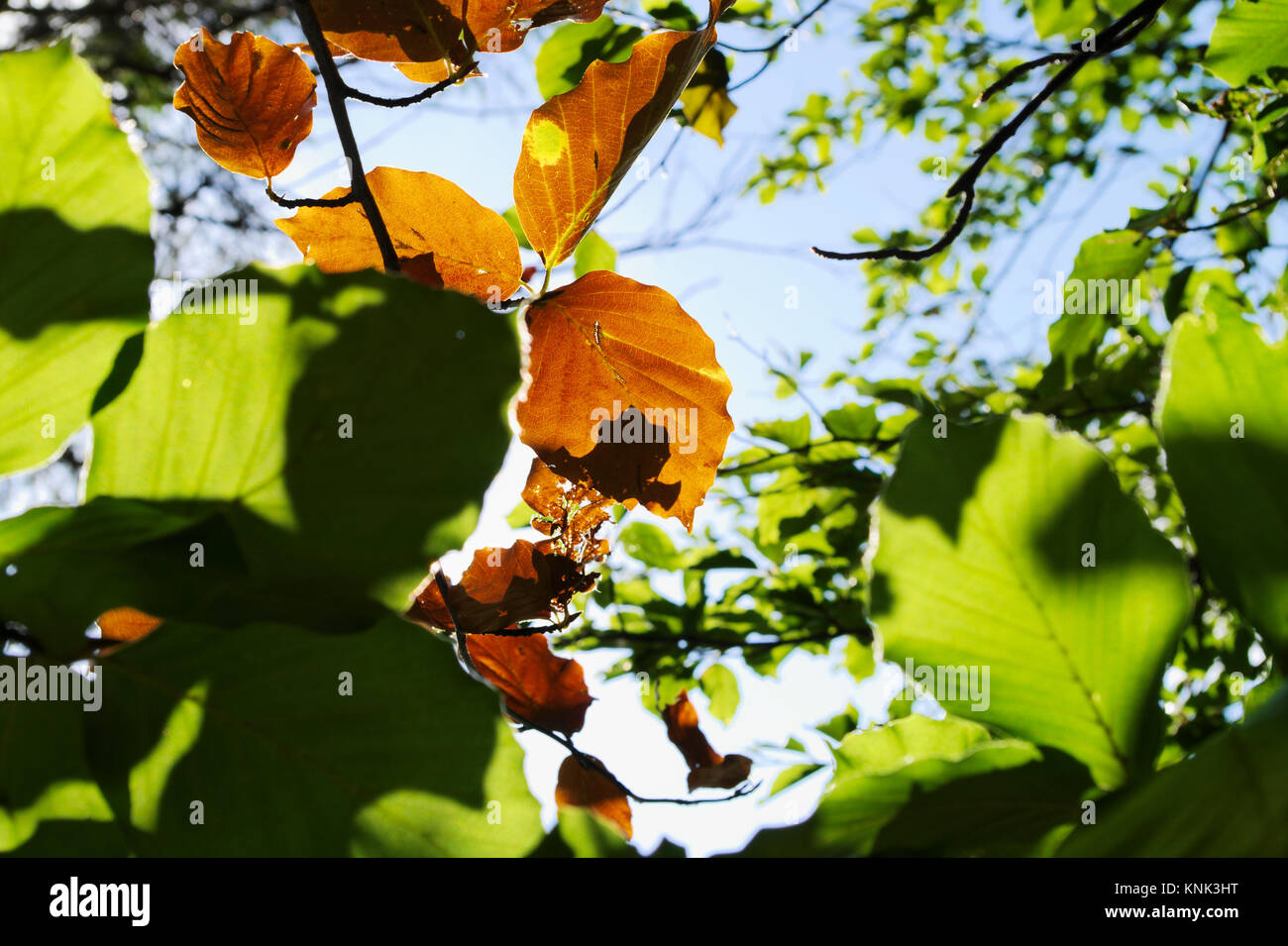Beech leaves growing on tree branch. Green and brown dried beech foliage backlit by the sun against blue sky. Nature background. Stock Photo