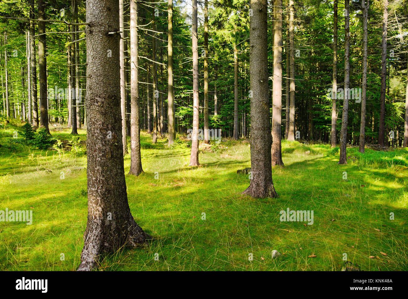 Tall Norway spruce picea abies trees in woodland. Spruces growing in evergreen coniferous forest in the Owl Mountains Landscape Park, Sudetes, Poland. Stock Photo