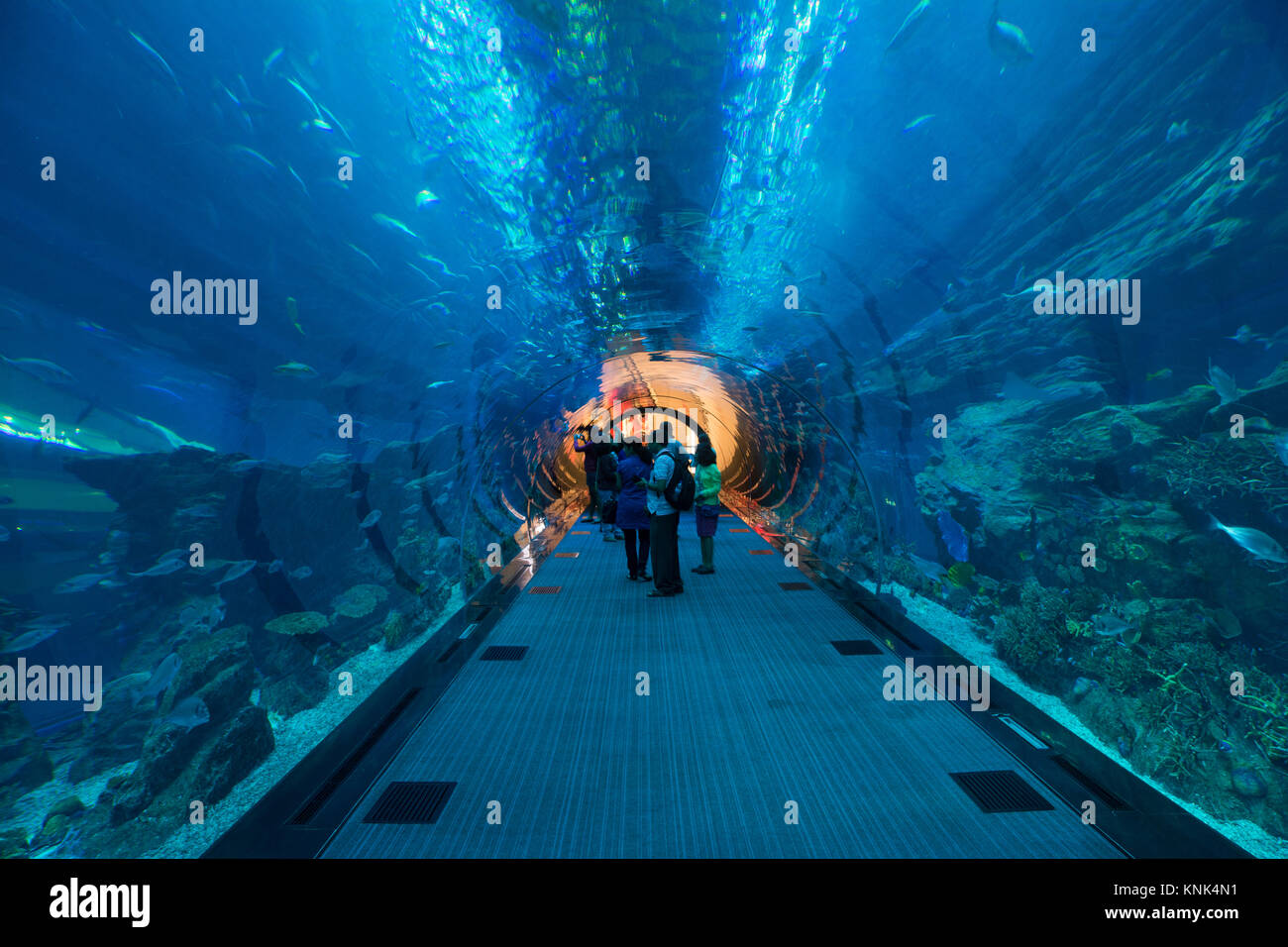 In the tunnel of the Dubai aquarium Stock Photo