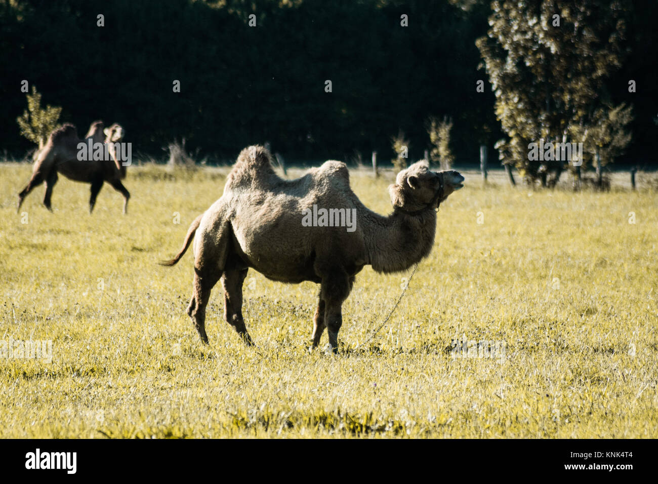 A beautiful camel in a field in the swiss alps for a circus show Stock Photo
