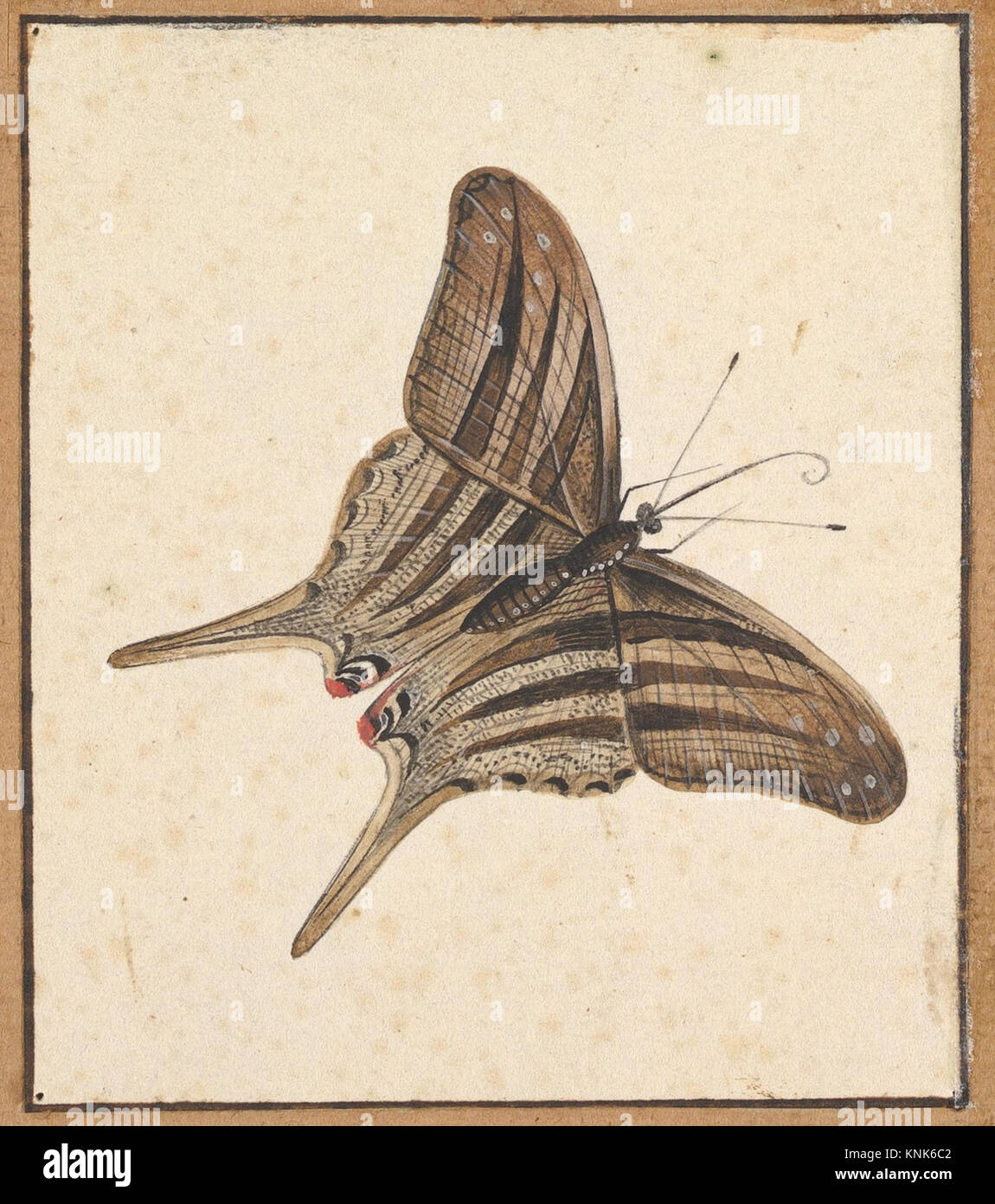 A Butterfly, drawing by Dutch artist Nicolaas Struyk (1699-1719), early ...
