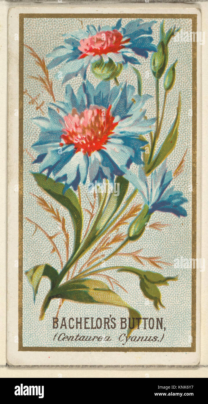 This illustration depicts Bachelor's Button (Centaurea cyanus) from the ...