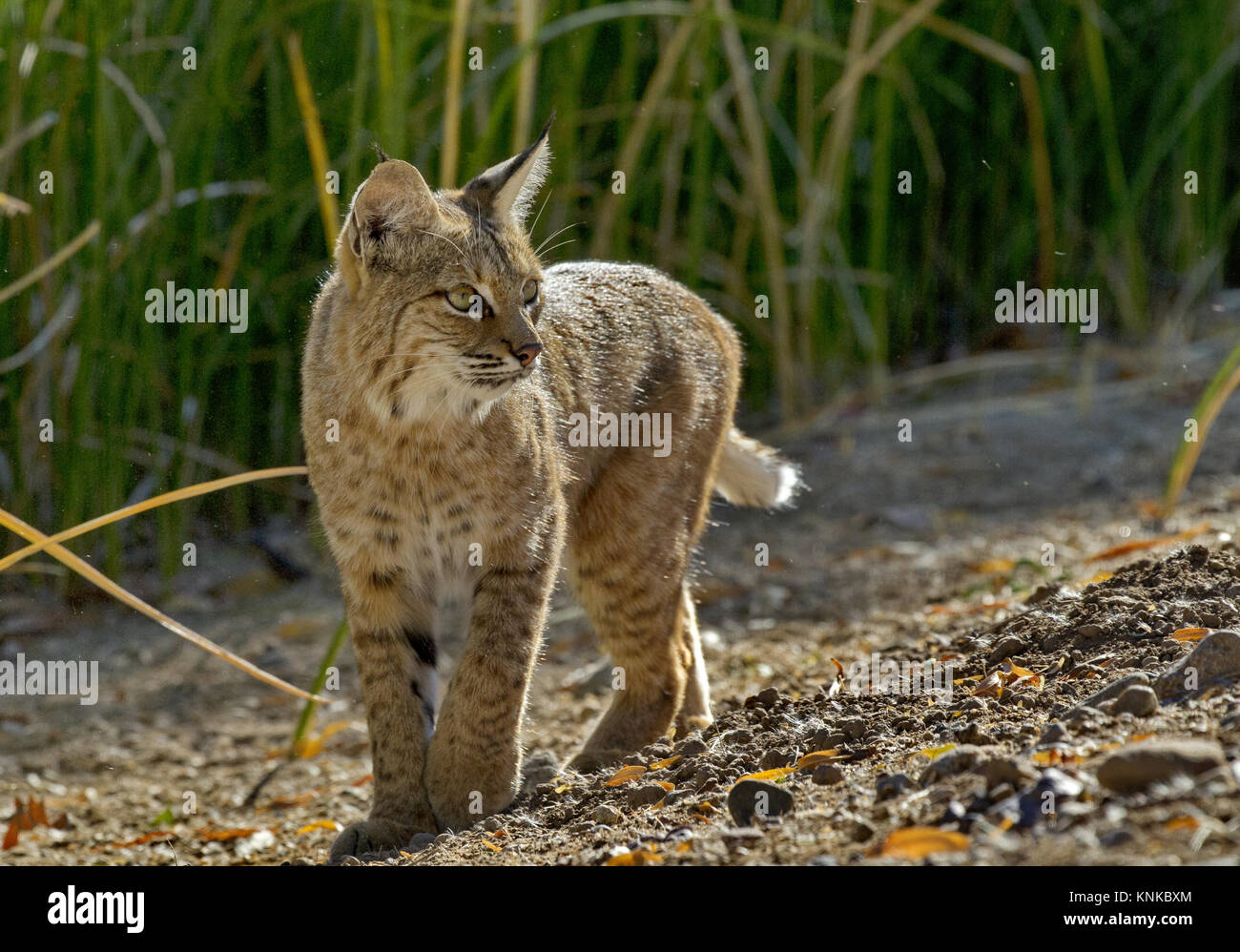 Beautiful wild bobcat pivots and shifts attention with wide, golden eyes.  Location is Sweetwater Wetlands in Tucson, Arizona, in Sonoran Desert. Stock Photo