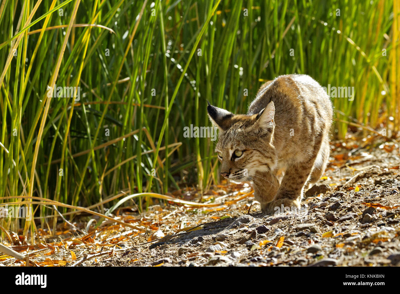 Bobcat, golden eyes glowing, slips into predatory crouch to stalk its