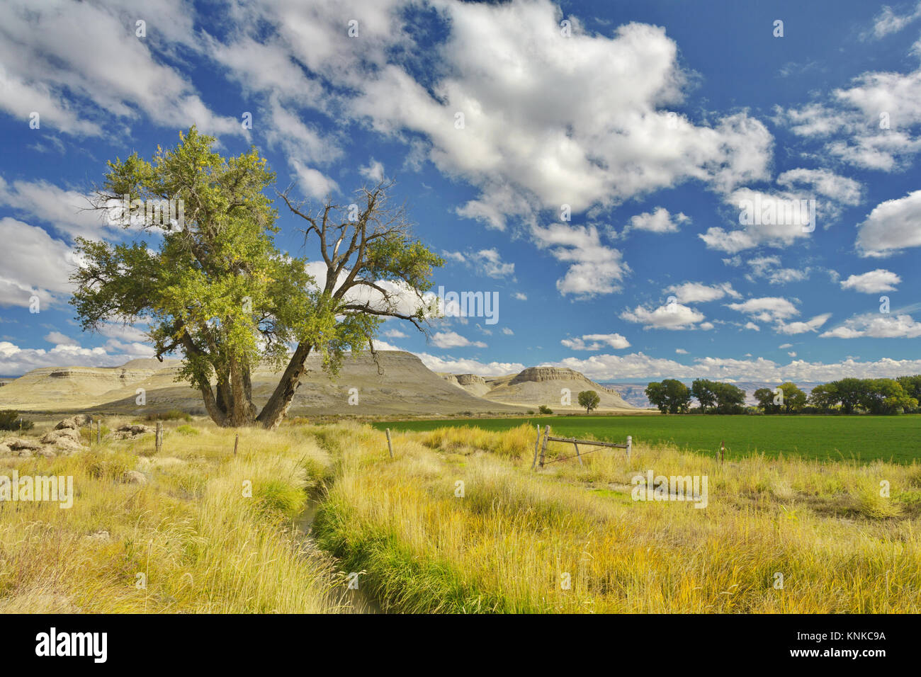 Fence posts run along field with single tree on left and hills in back