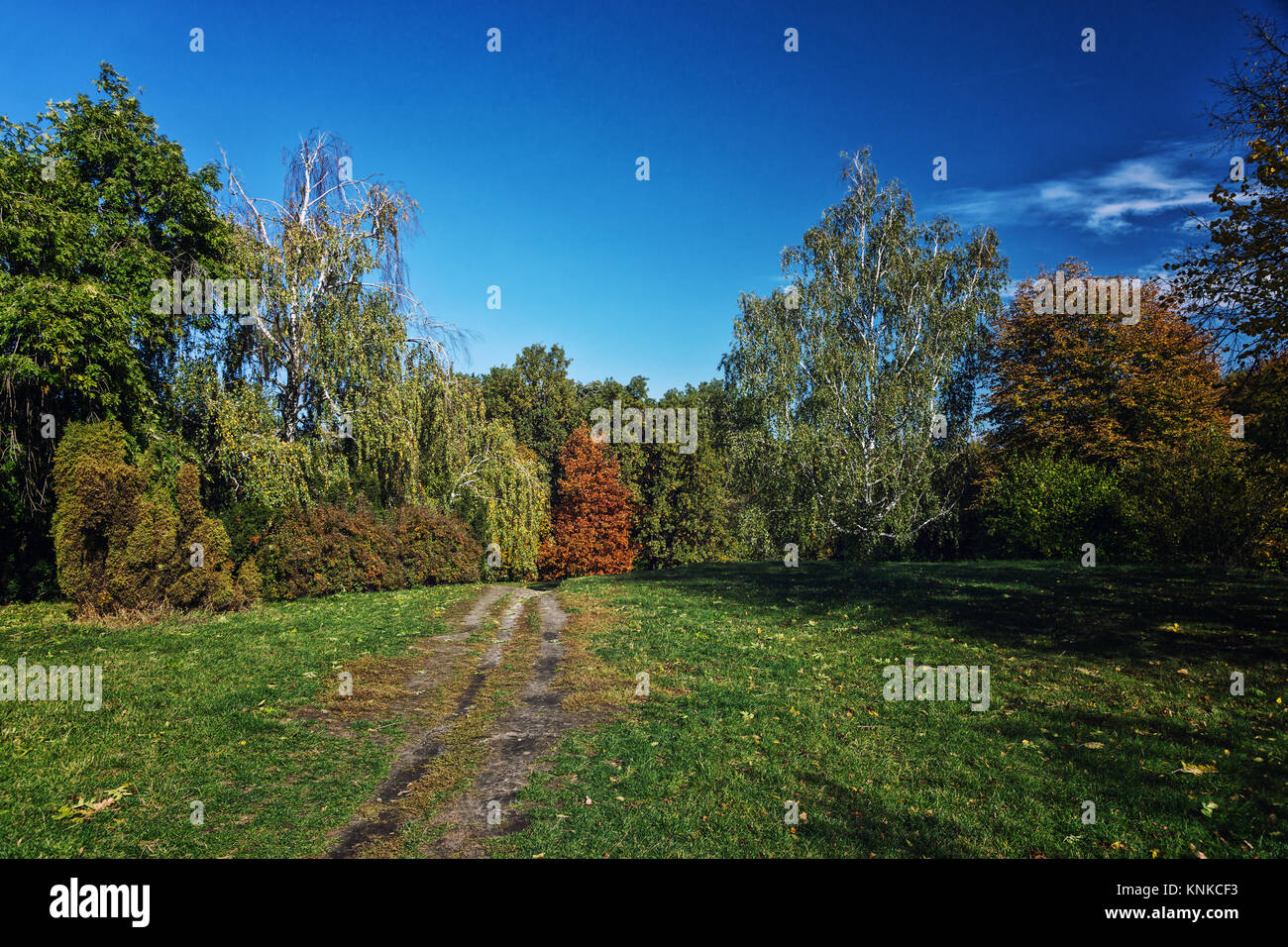 Autumn forest landscape against blue sky with a path in the middle ...