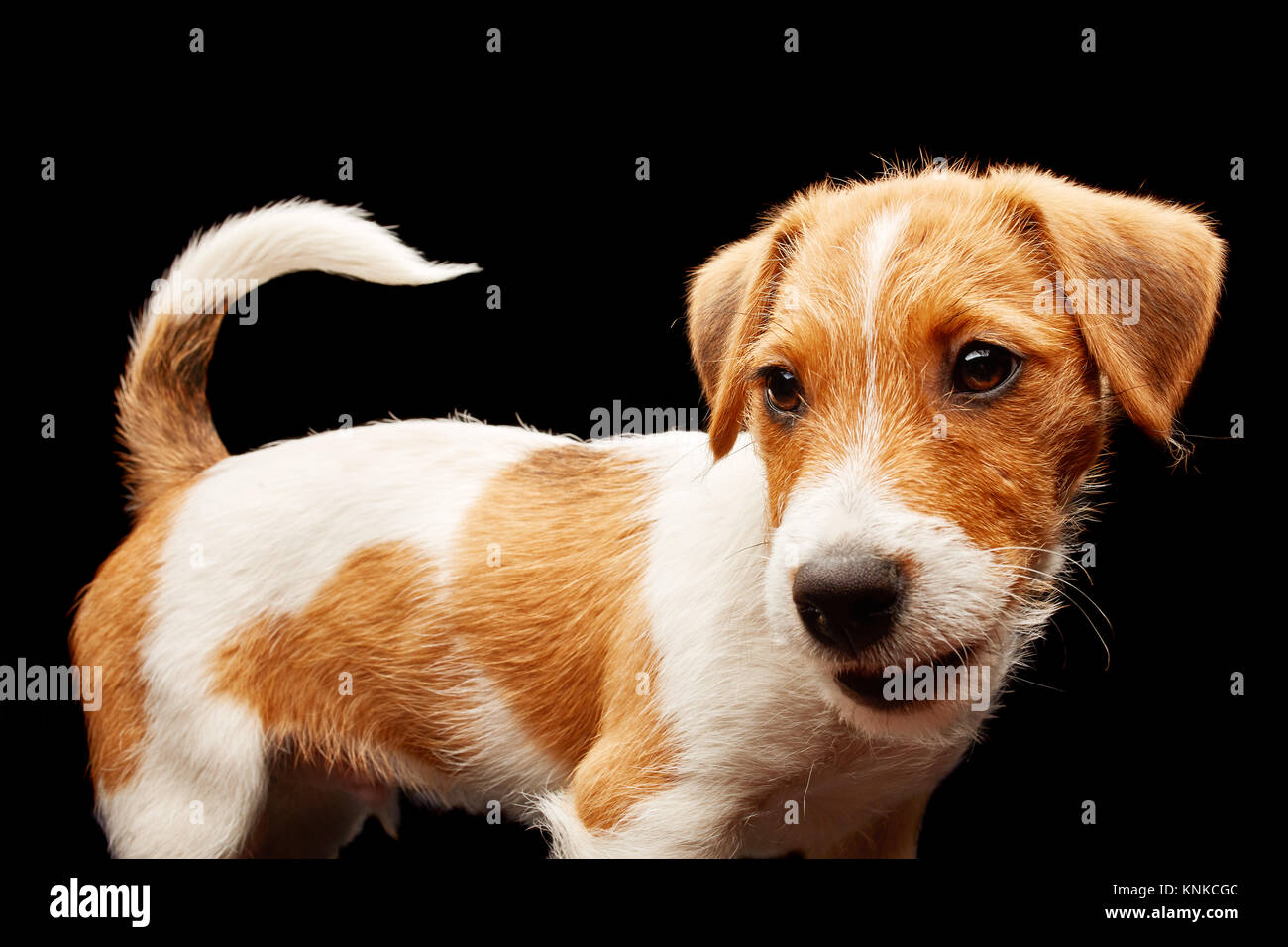 Jack Russell terrier sits in front of black background Stock Photo - Alamy