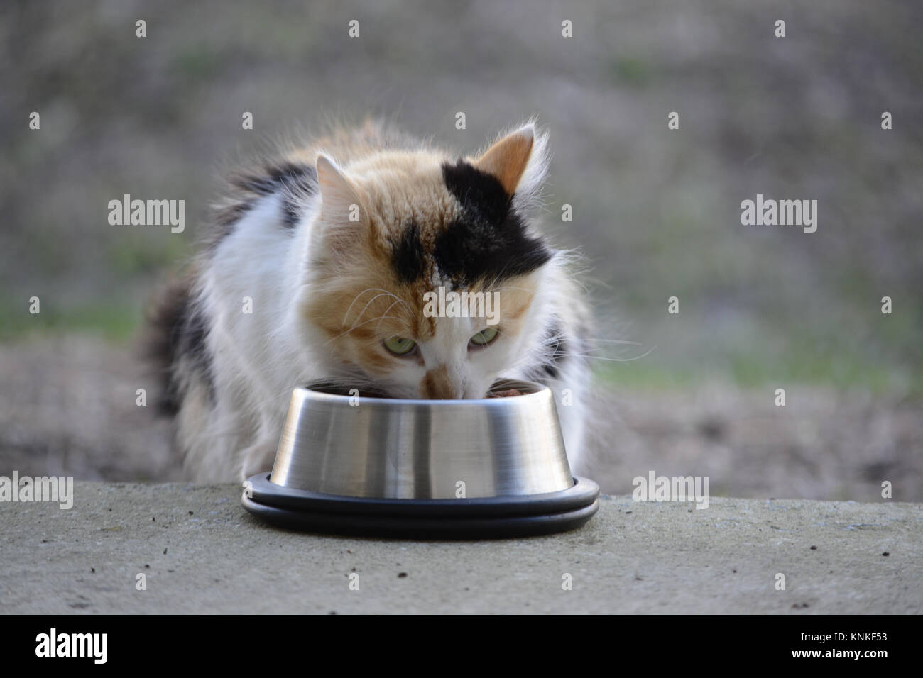Male adult cat hi-res stock photography and images - Alamy