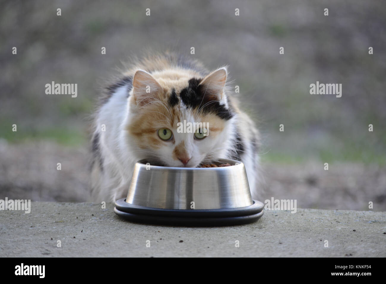 Male adult cat eating out of metal bowl Stock Photo Alamy
