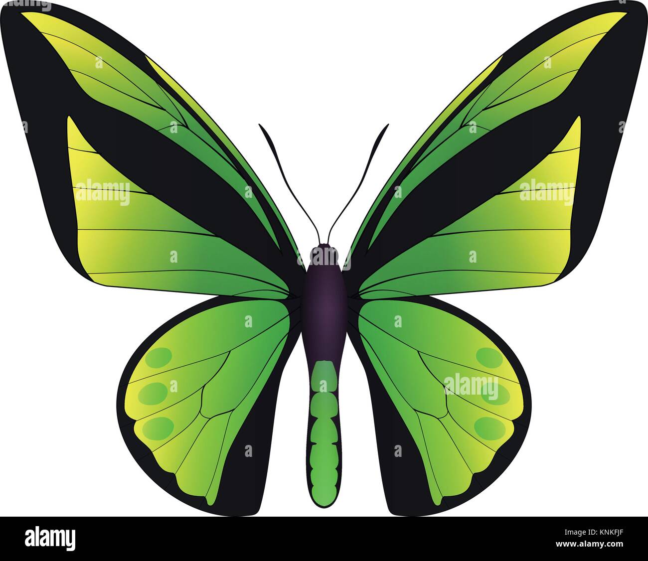 Beautiful butterfly isolated on a white background Stock Vector Image ...