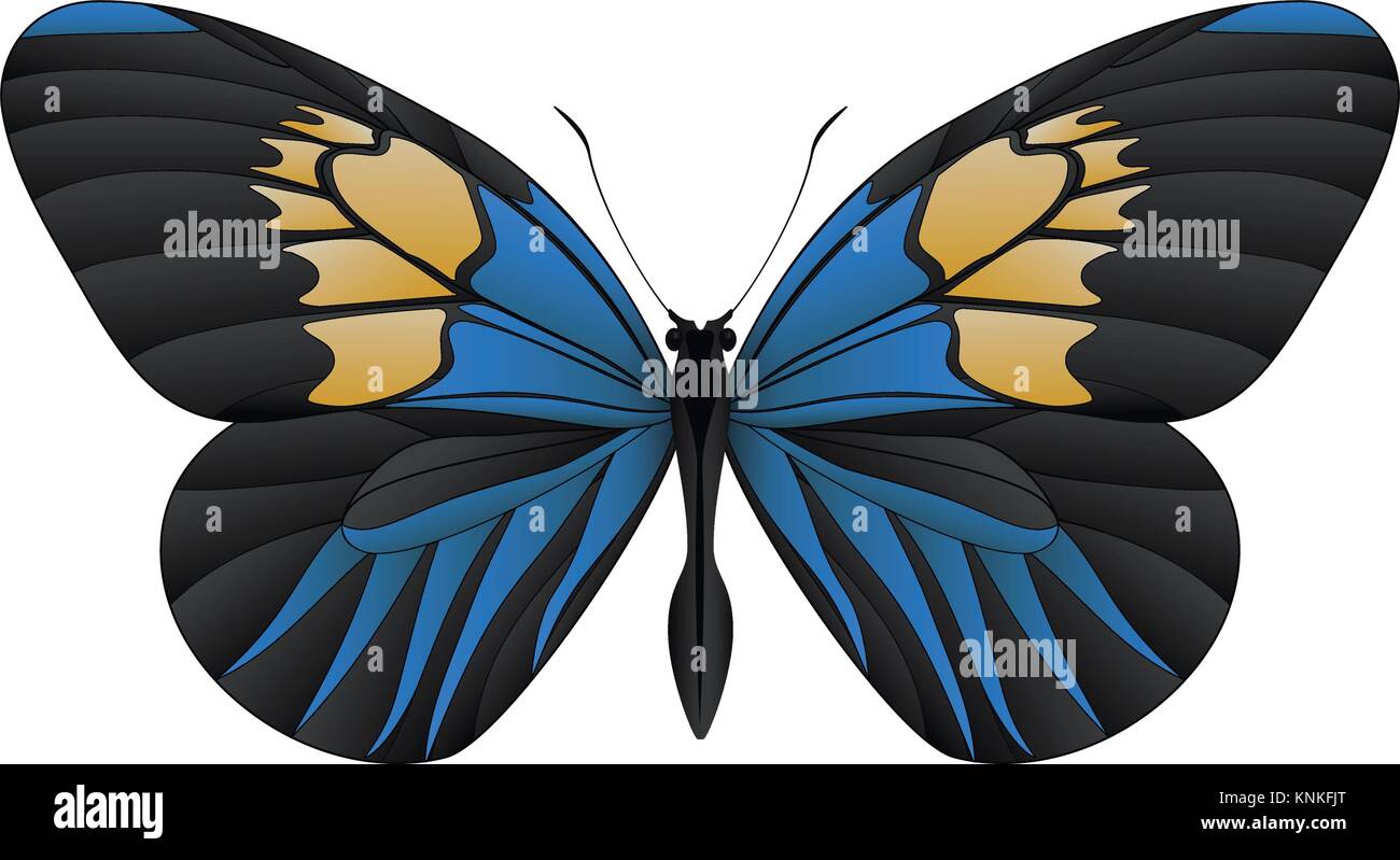 Beautiful butterfly isolated on a white background Stock Vector Image ...