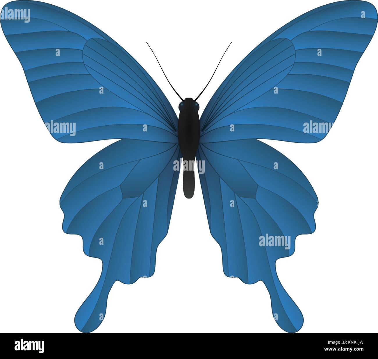 Beautiful butterfly isolated on a white background Stock Vector Image ...