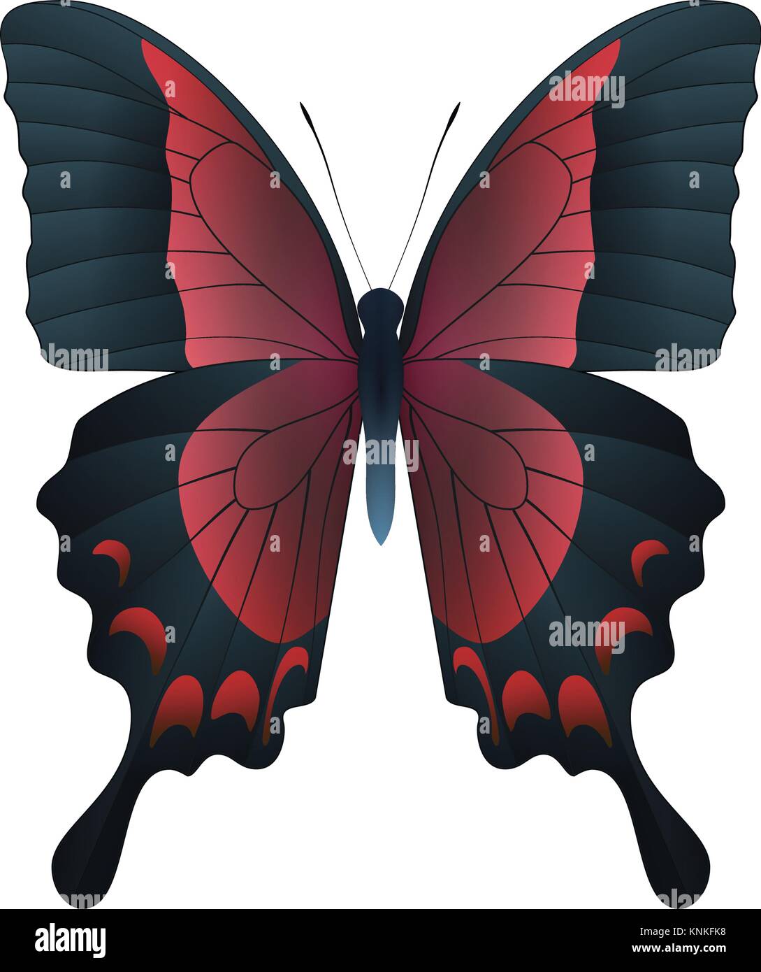 Beautiful butterfly isolated on a white background Stock Vector Image ...
