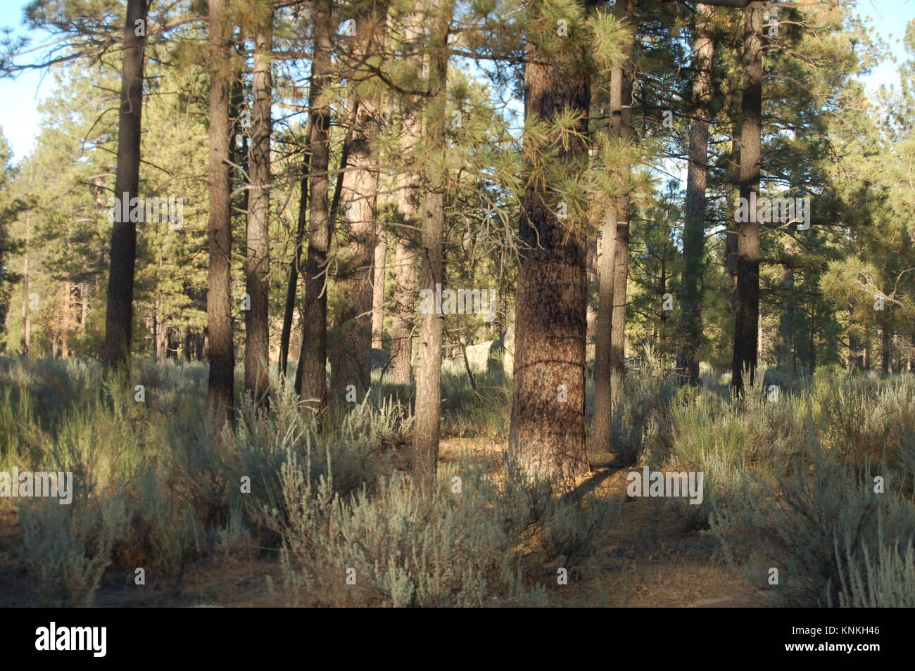 pine tree forests in mountain Stock Photo - Alamy