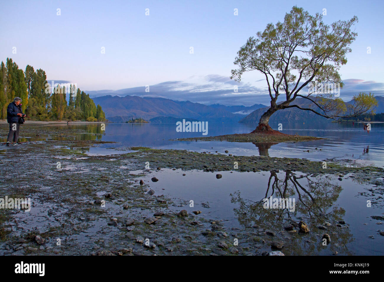 That Wanaka Tree in Lake Wanaka Stock Photo