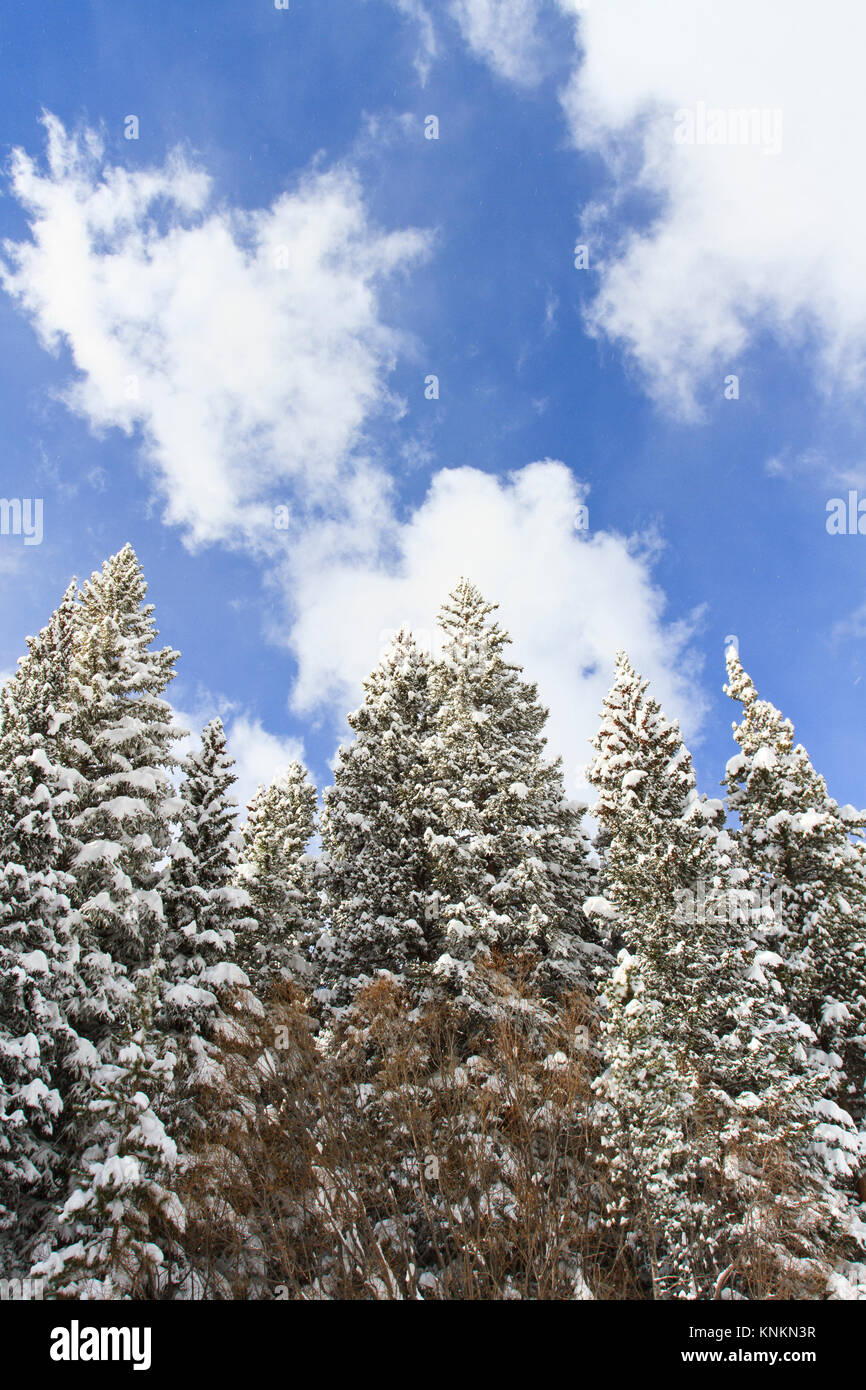 Beautiful winter pine trees covered in fresh snow, blue sky and clouds ...