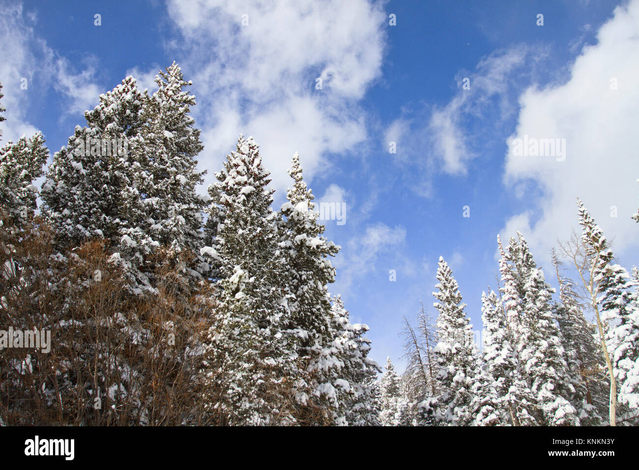 Winter landscape with pine trees covered in fresh snow, blue skies and ...