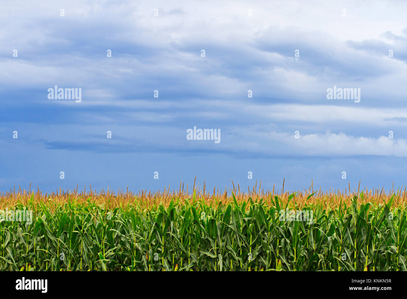 Corn field iowa hires stock photography and images Alamy