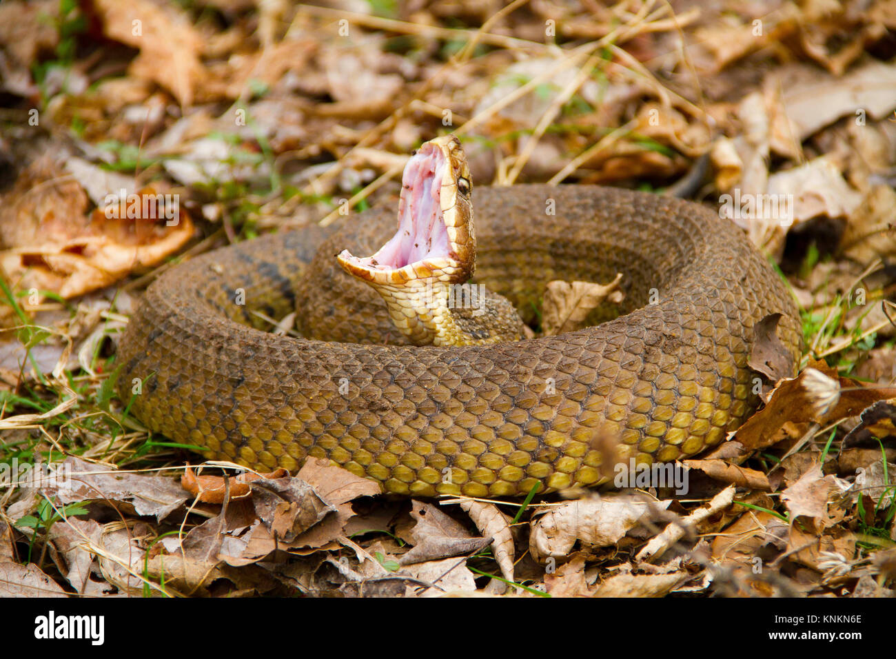 Water moccasin (Agkistrodon piscivorus) coiled with open mouth Stock Photo