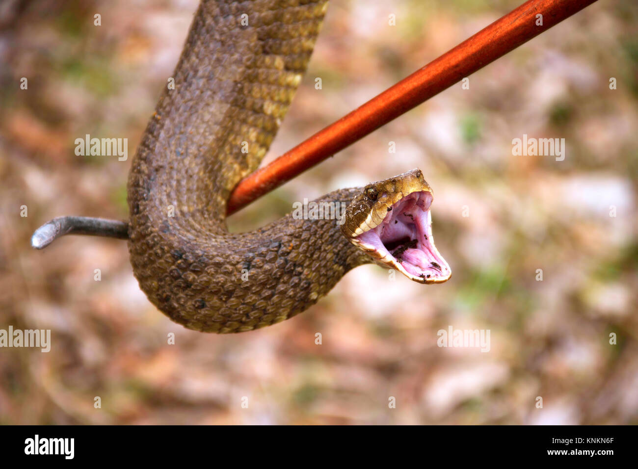Cottonmouth (Agkistrodon piscivorus) on a snake stick, showing open mouth warning Stock Photo