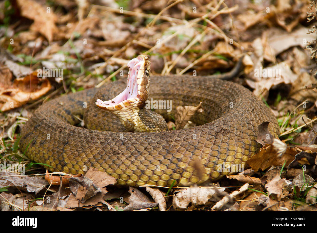 Cottonmouth (Agkistrodon piscivorus) coiled in leaves, with classic open mouth threat display Stock Photo