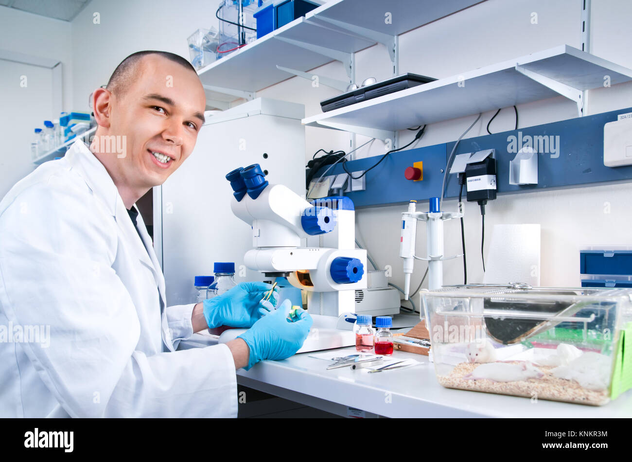 Young scientist works in the lab Stock Photo