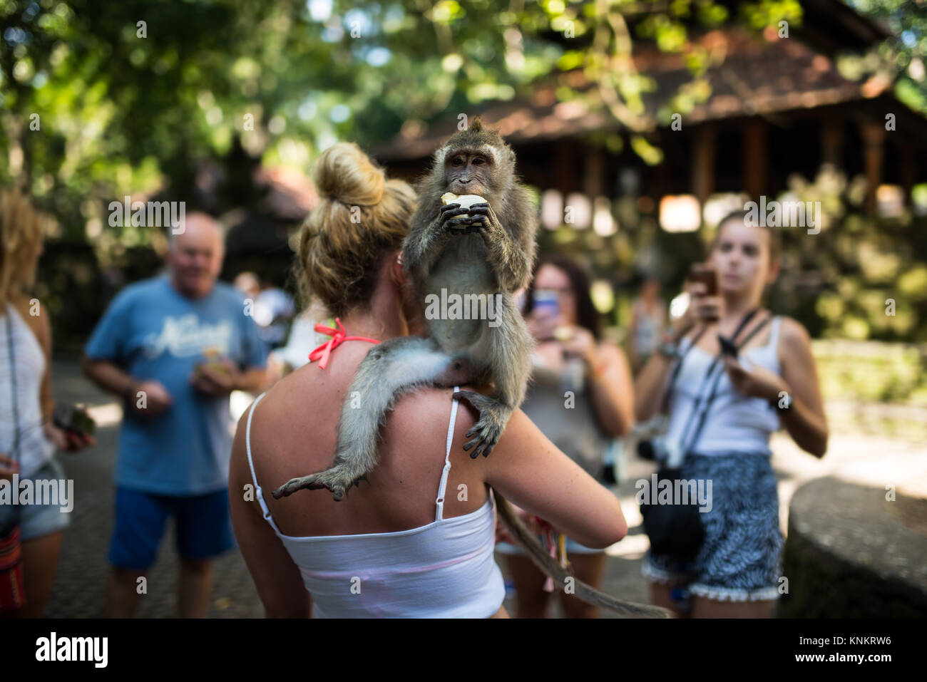 Tourist girl monkey eating banana on her shoulder. Ubud Monkey Forest, Bali, Indonesia Stock Photo