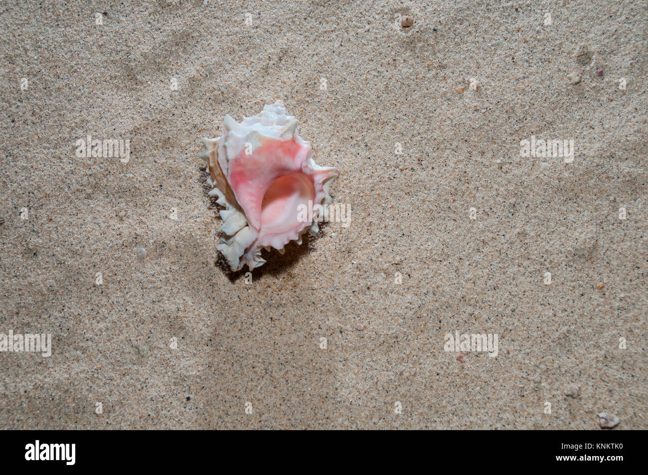 seashell on the sand Stock Photo