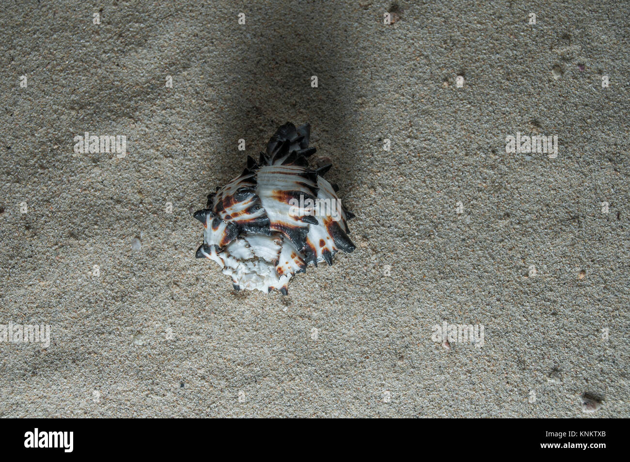 seashell on the sand Stock Photo