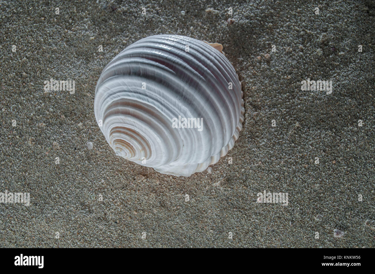 sea shell on the sand Stock Photo