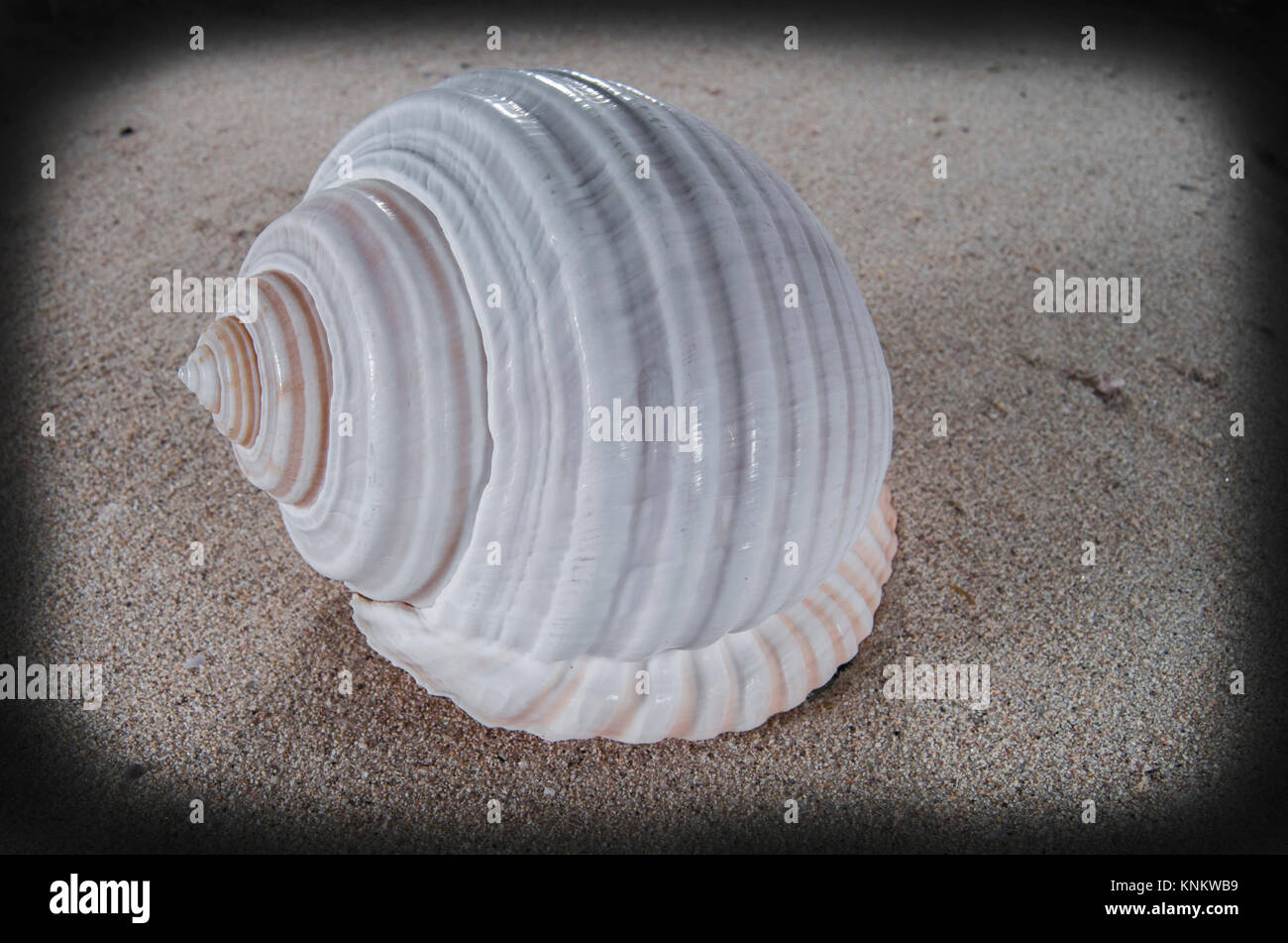 sea shell on the sand Stock Photo