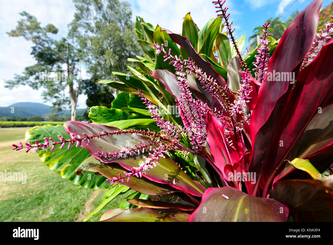 Cordyline fruticosa, Far North Queensland, FNQ, QLD,  Australia Stock Photo