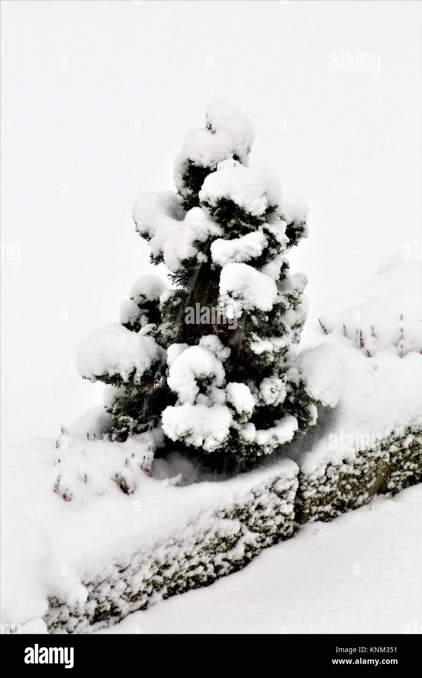 Snowed Tree An Image of a snowed tree Stock Photo - Alamy